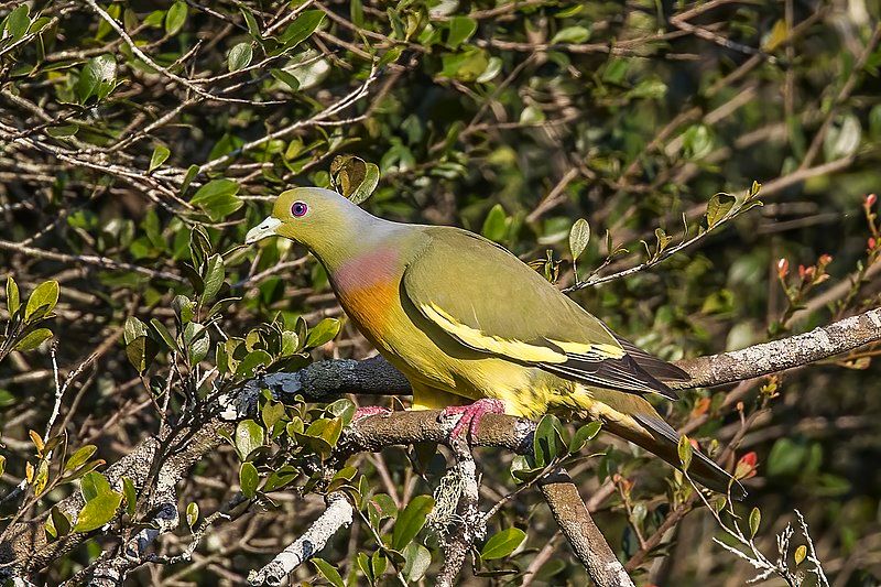 Orange-breasted_green_pigeon__14