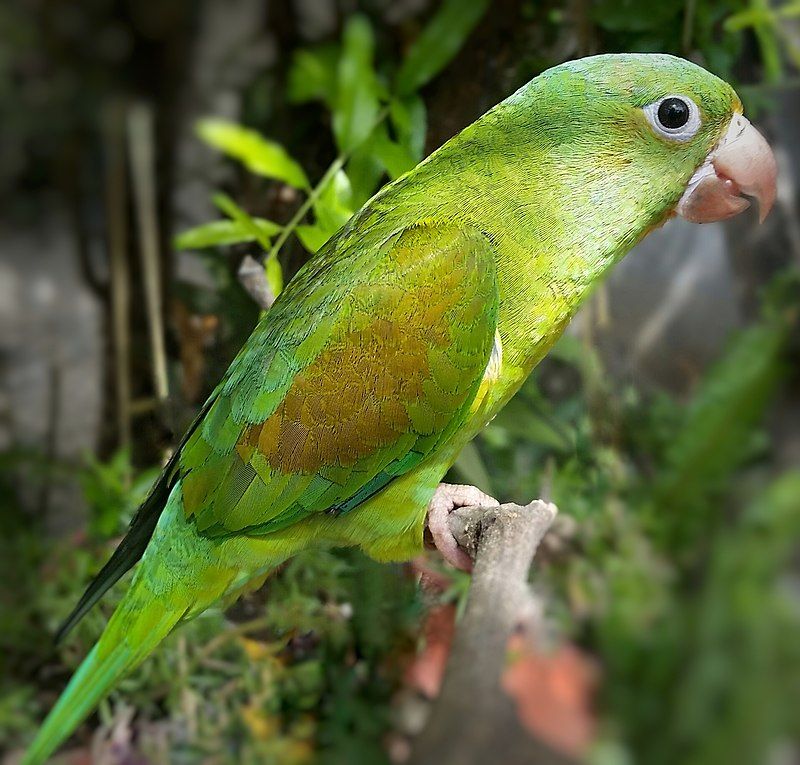 Orange-chinned_parakeet__10