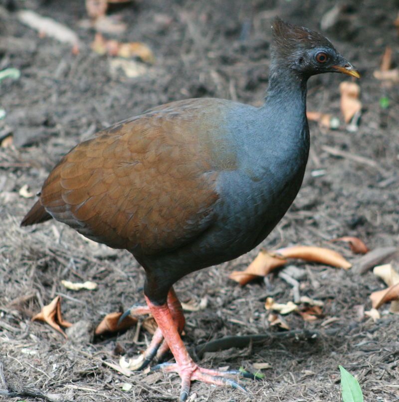 Orange-footed_scrubfowl__3