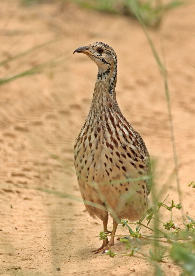 Orange_River_francolin__7