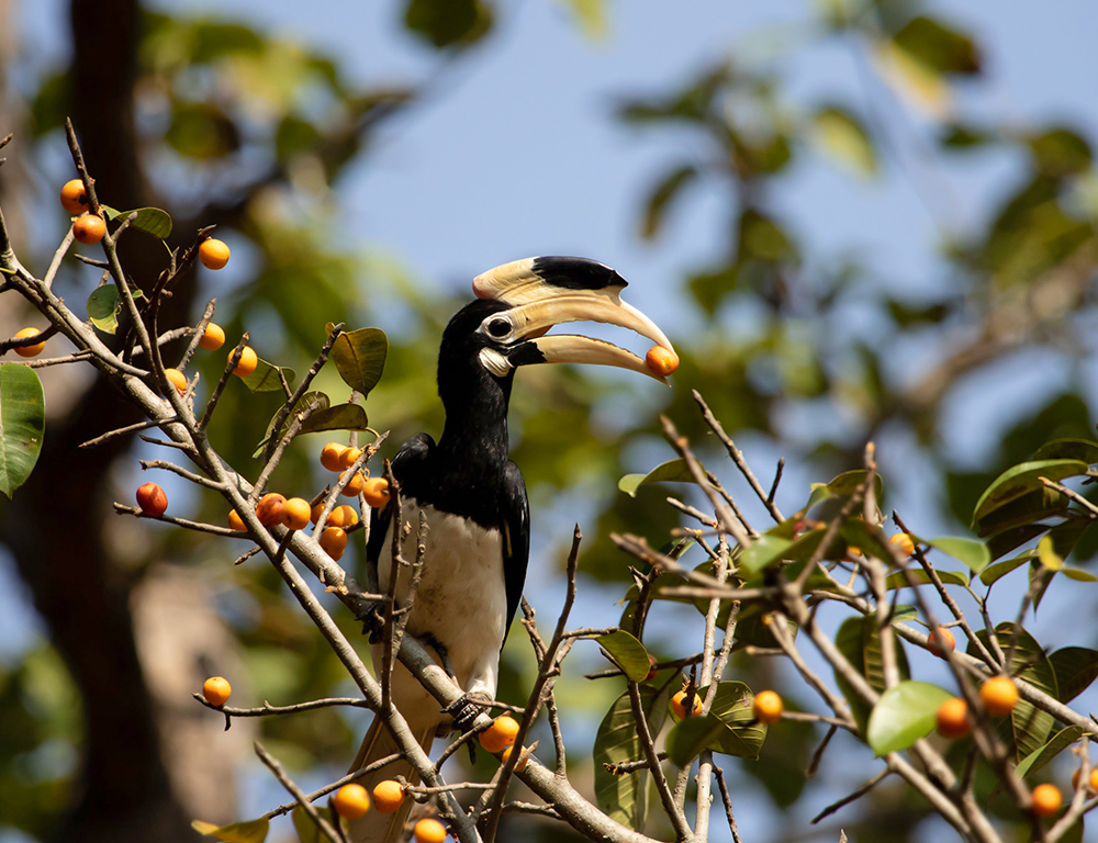 Oriental Pied Hornbill