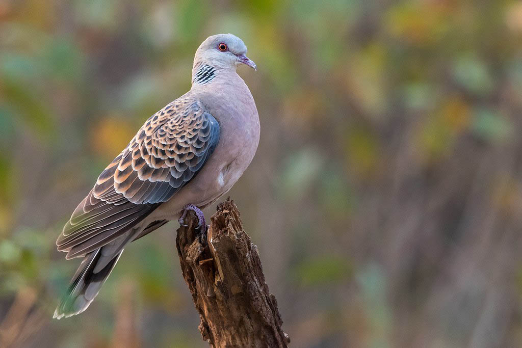 Oriental Turtle Dove