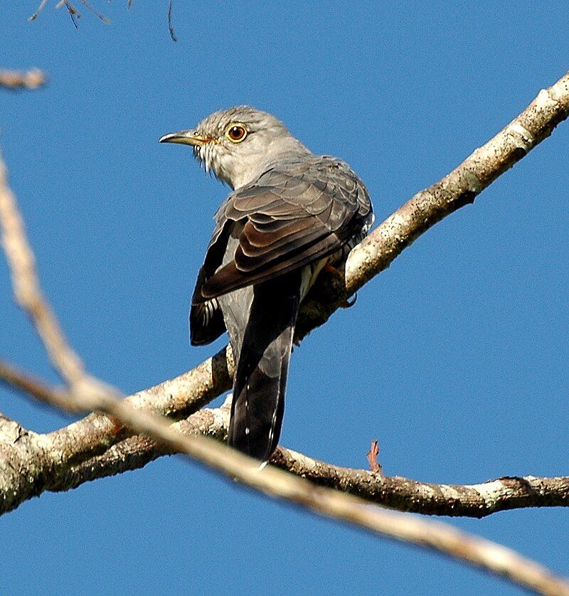 Oriental_cuckoo__5