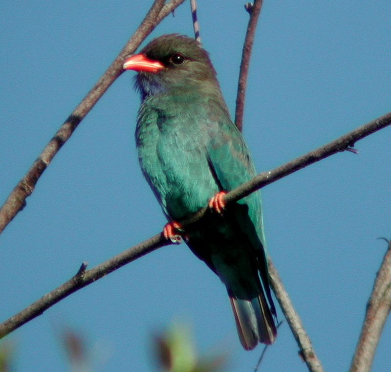 Oriental_dollarbird__14