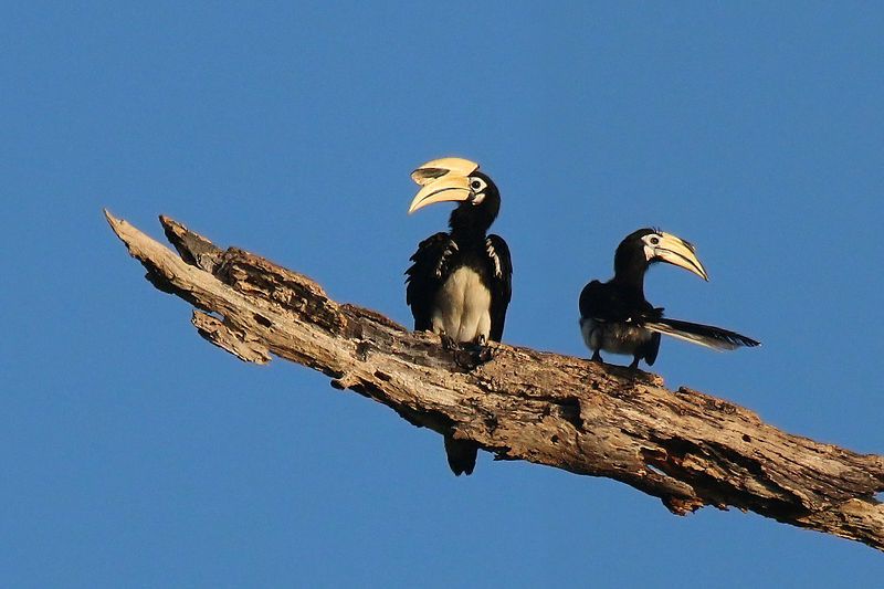 Oriental_pied_hornbill__1