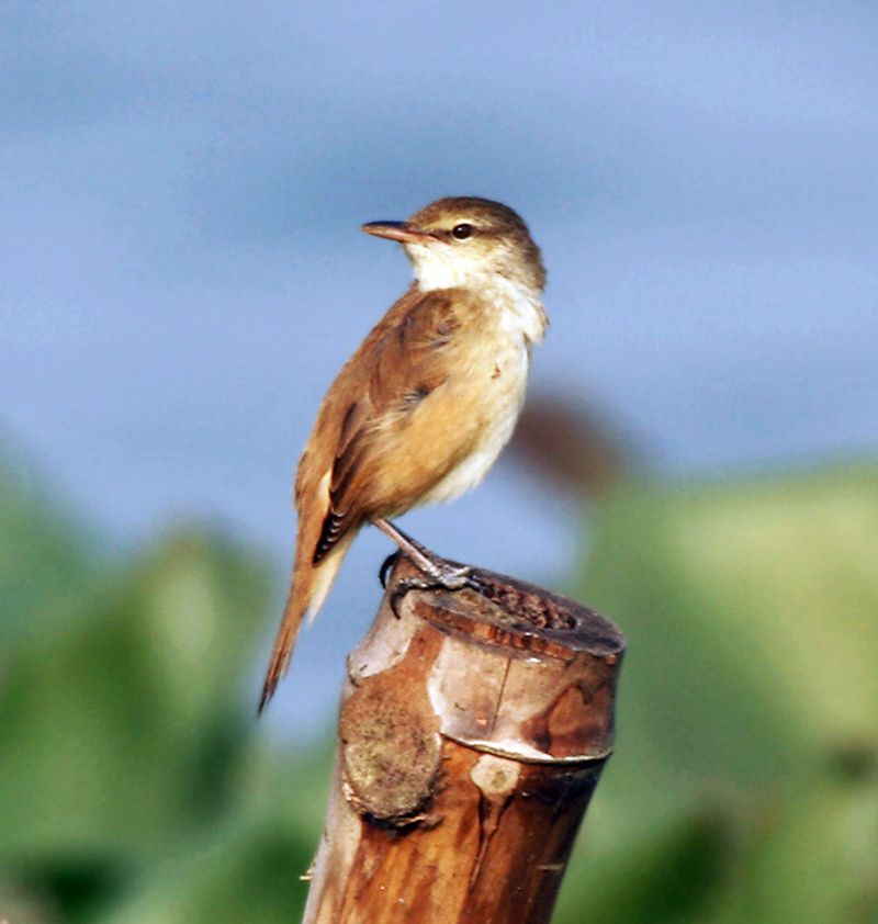 Oriental_reed_warbler__8