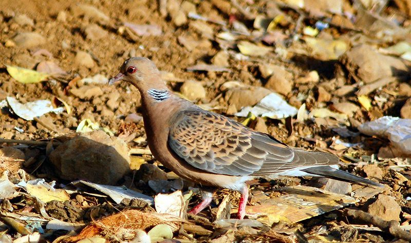 Oriental_turtle_dove__21