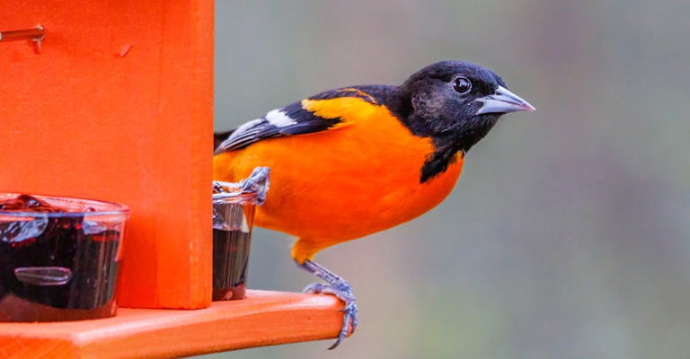 Orioles