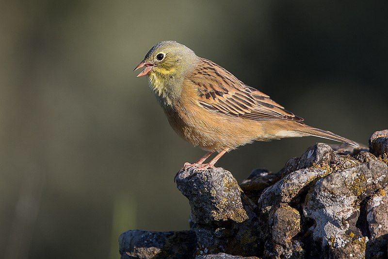 Ortolan_bunting__18