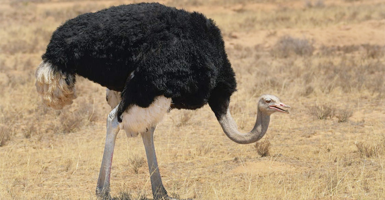 Ostrich
