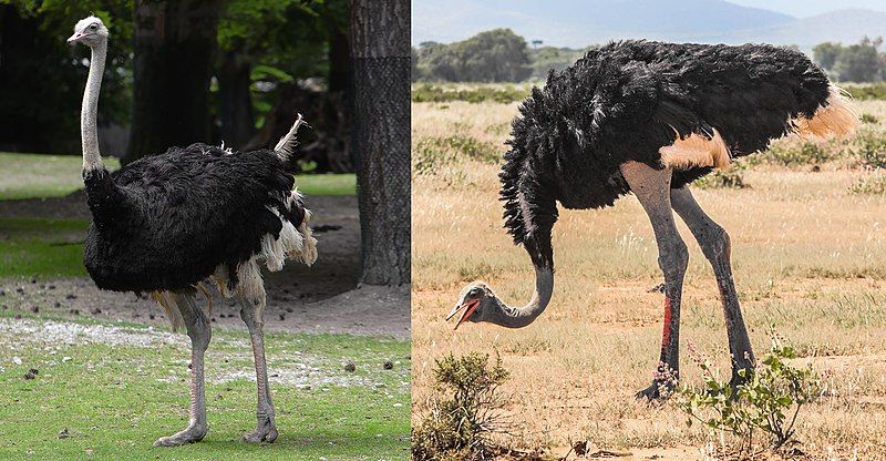 Ostrich__11