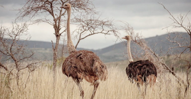 Ostriches