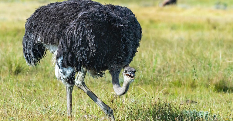 Ostriches and Human Safety