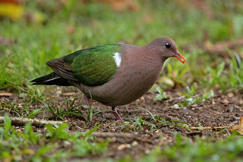 Pacific_emerald_dove__9