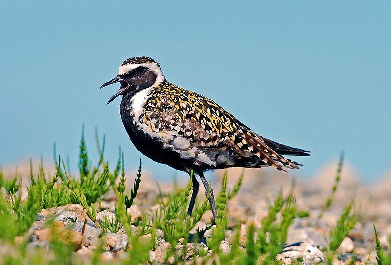 Pacific_golden_plover__16