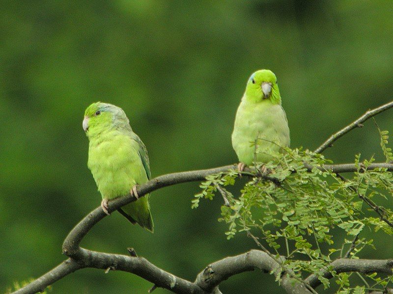 Pacific_parrotlet__11