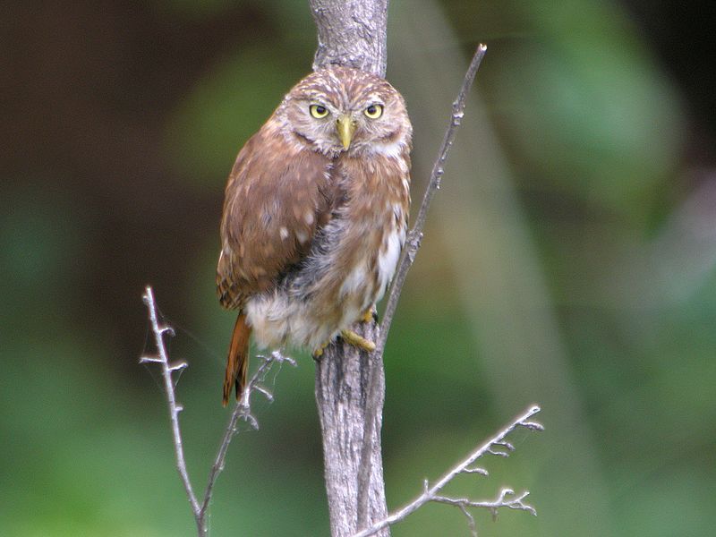 Pacific_pygmy_owl__12