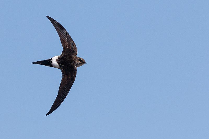 Pacific_swift__16