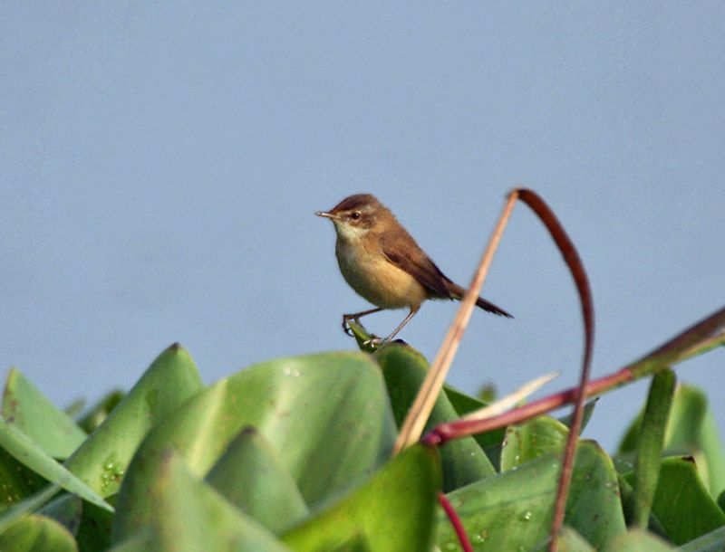 Paddyfield_warbler__41