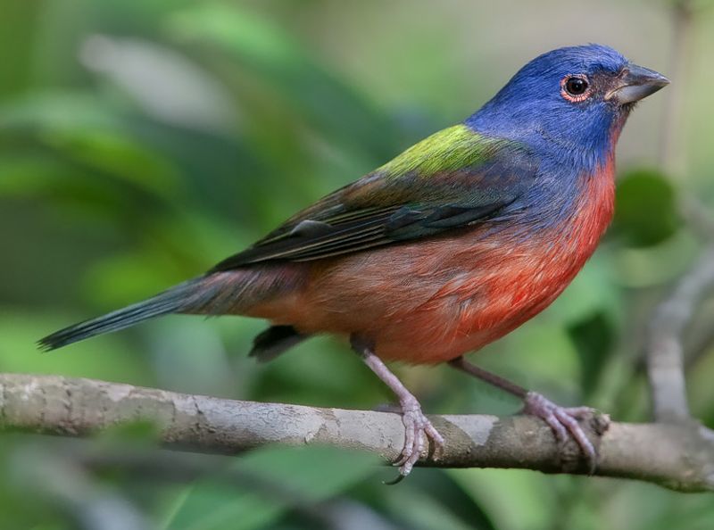 Painted_bunting__4