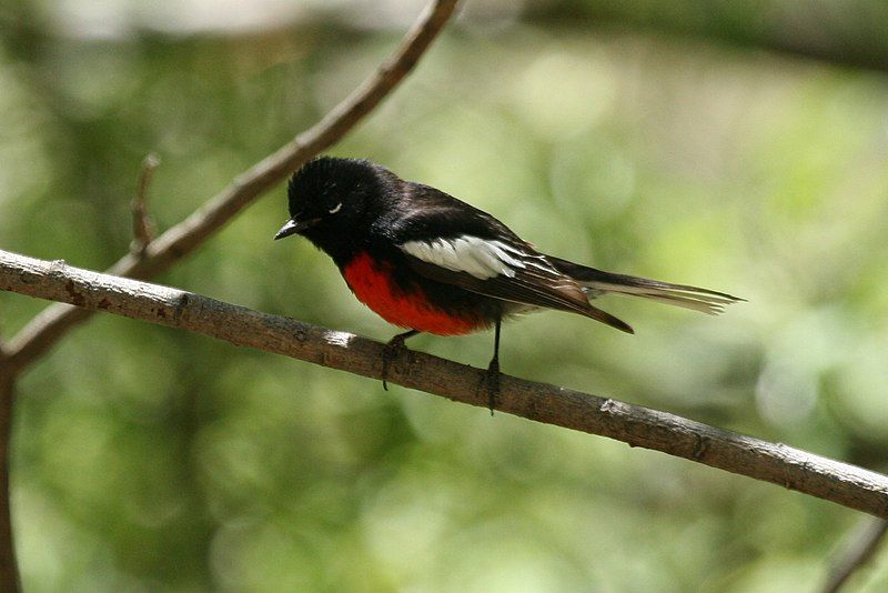 Painted_redstart__17