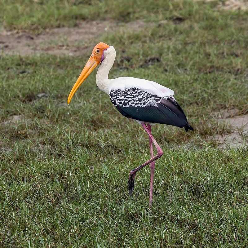 Painted_stork__22