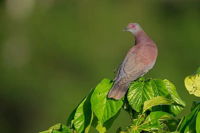Pale-vented_pigeon__4
