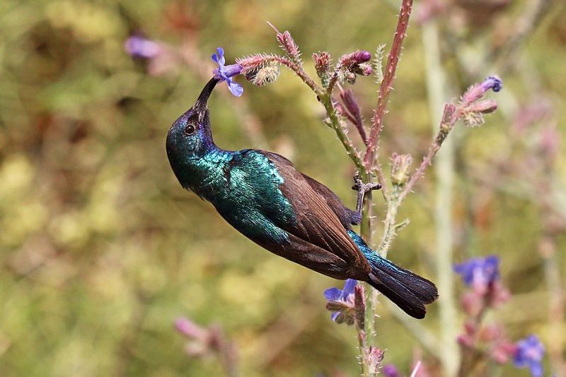 Palestine_sunbird__2