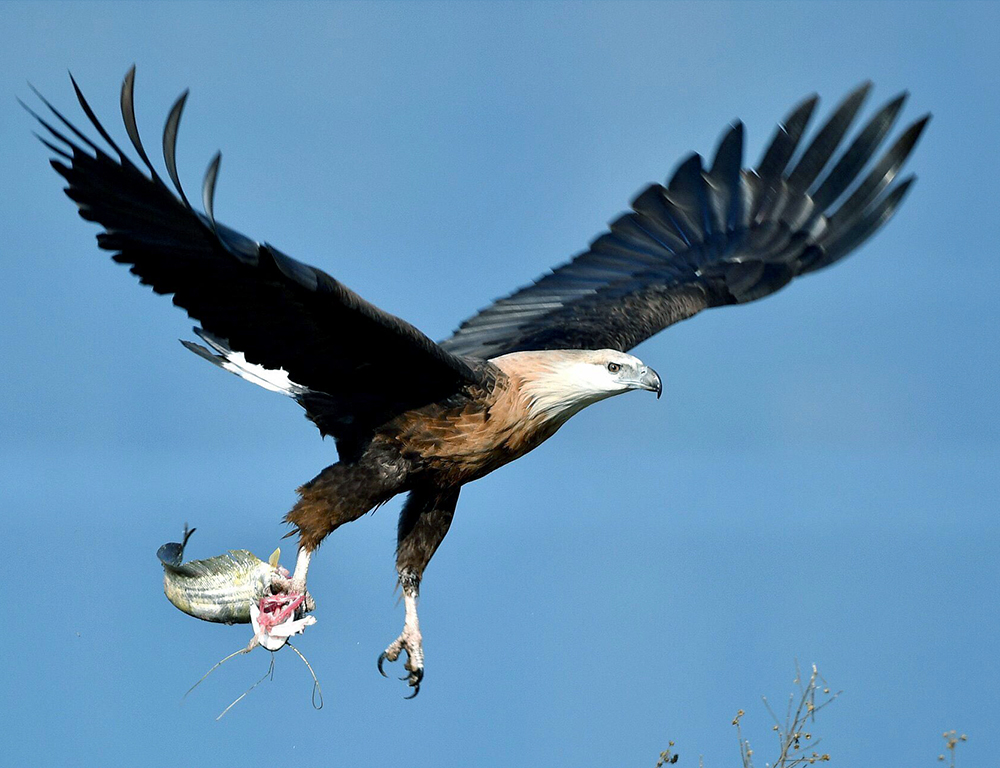 Pallas's fish eagle