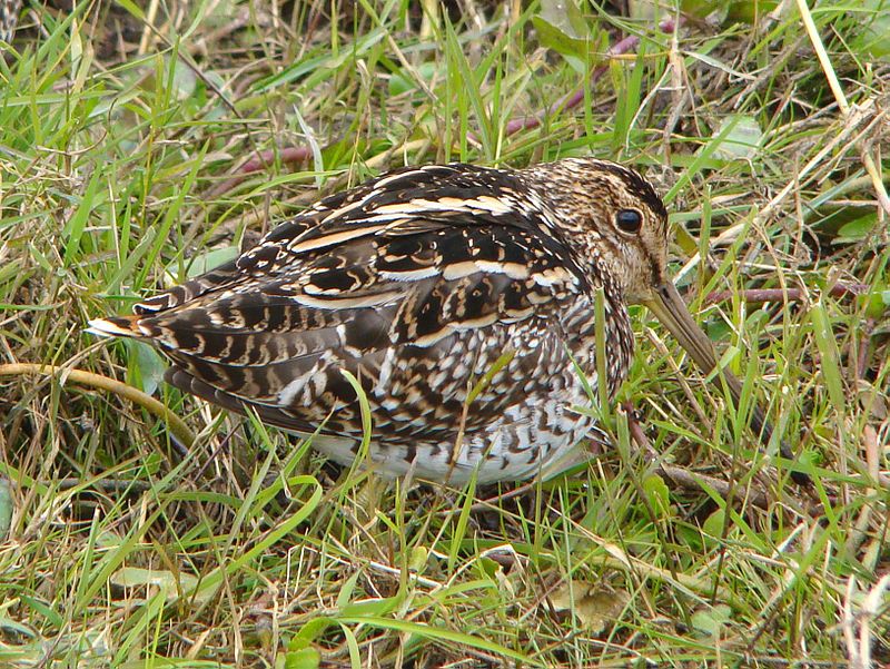 Pantanal_snipe__37