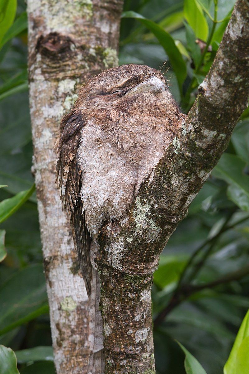 Papuan_frogmouth__2