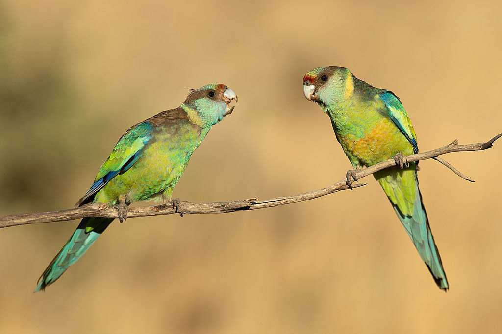 Parrots