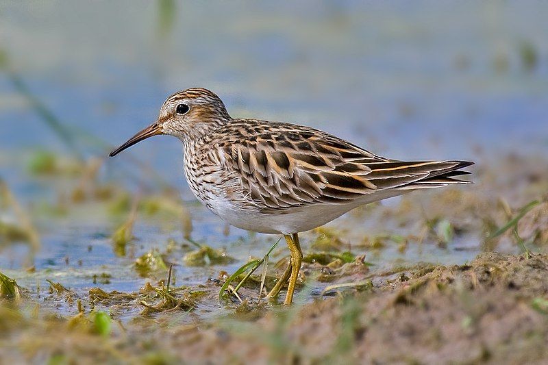 Pectoral_sandpiper__11