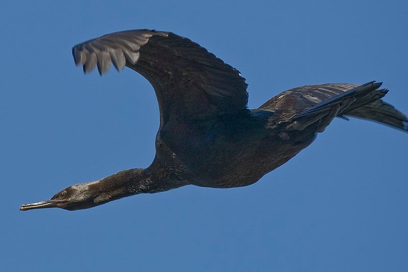 Pelagic_cormorant__20