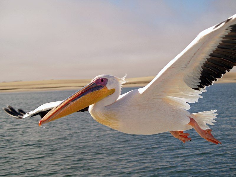 Pelican__6