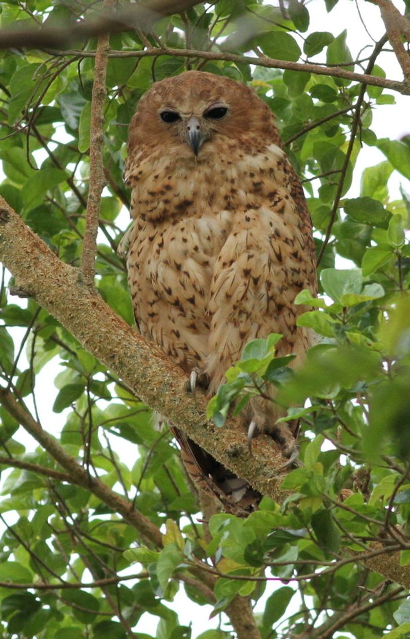 Pel's_fishing_owl__19
