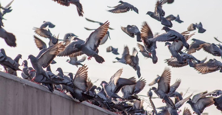 Penalties for Violating Pigeon-Raising Laws in California