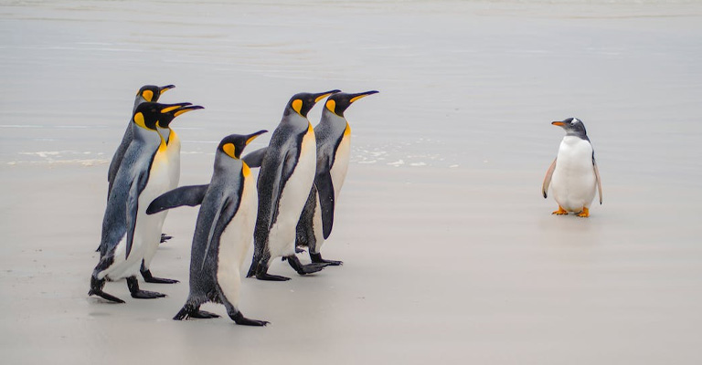 Penguins