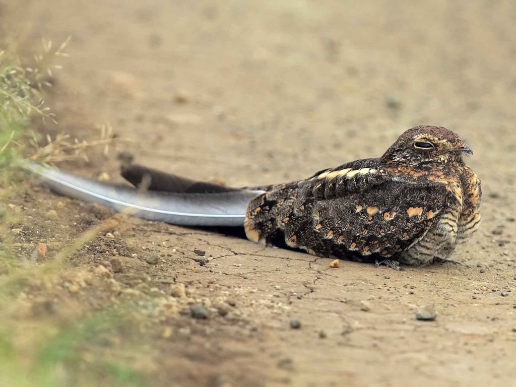 Pennant-Winged Nightjar