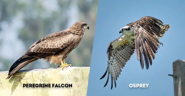 Peregrine Falcon Vs Osprey