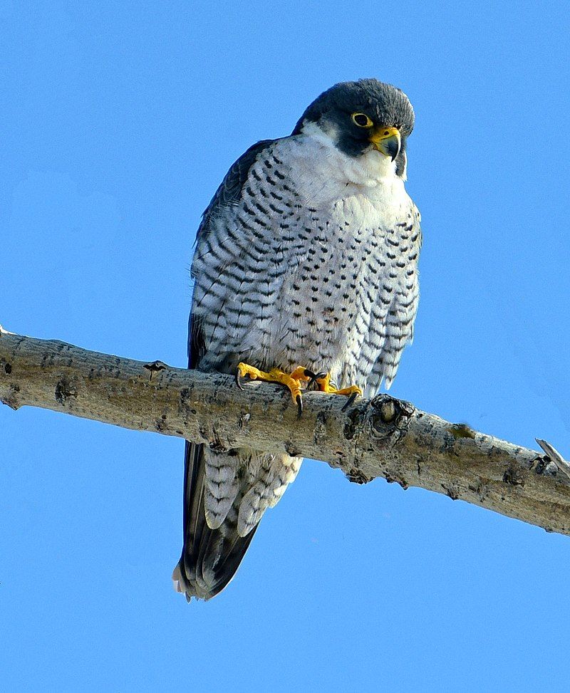 Peregrine_falcon__1