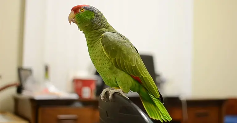 Personality and Behavior of Amazon Parrots as Pets