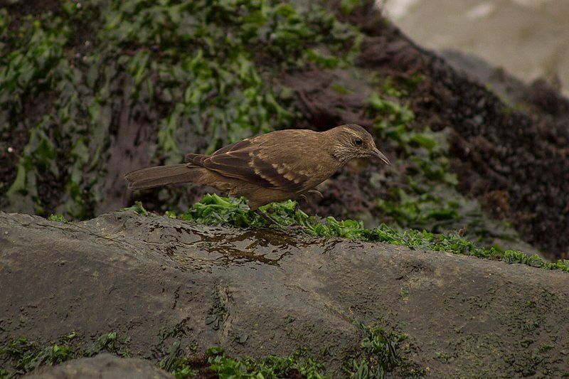 Peruvian_seaside_cinclodes__34