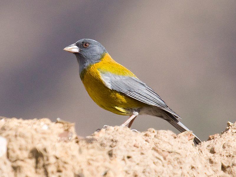 Peruvian_sierra_finch__13