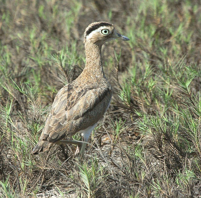 Peruvian_thick-knee__16