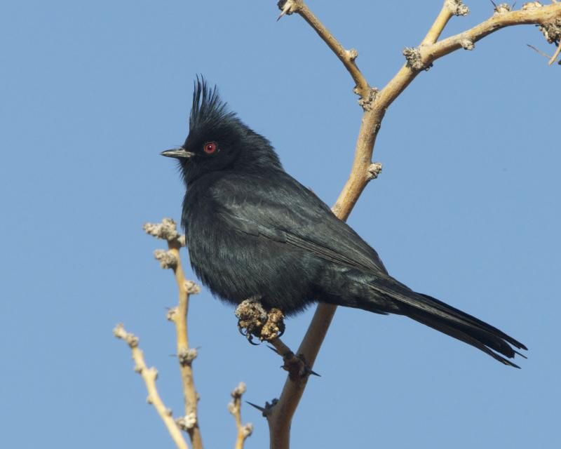 Phainopepla__10