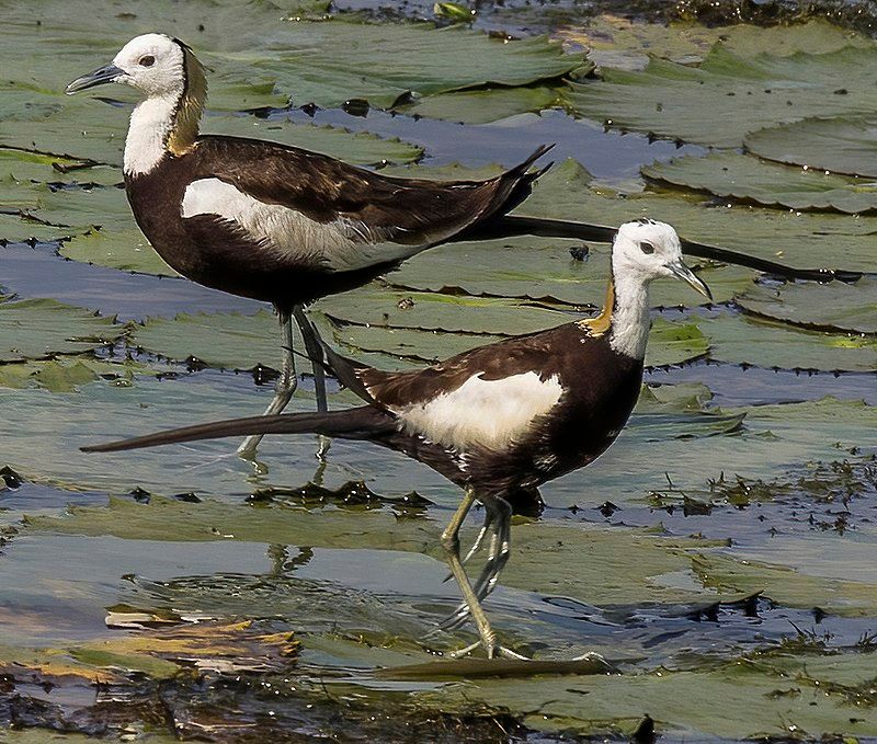 Pheasant-tailed_jacana__1