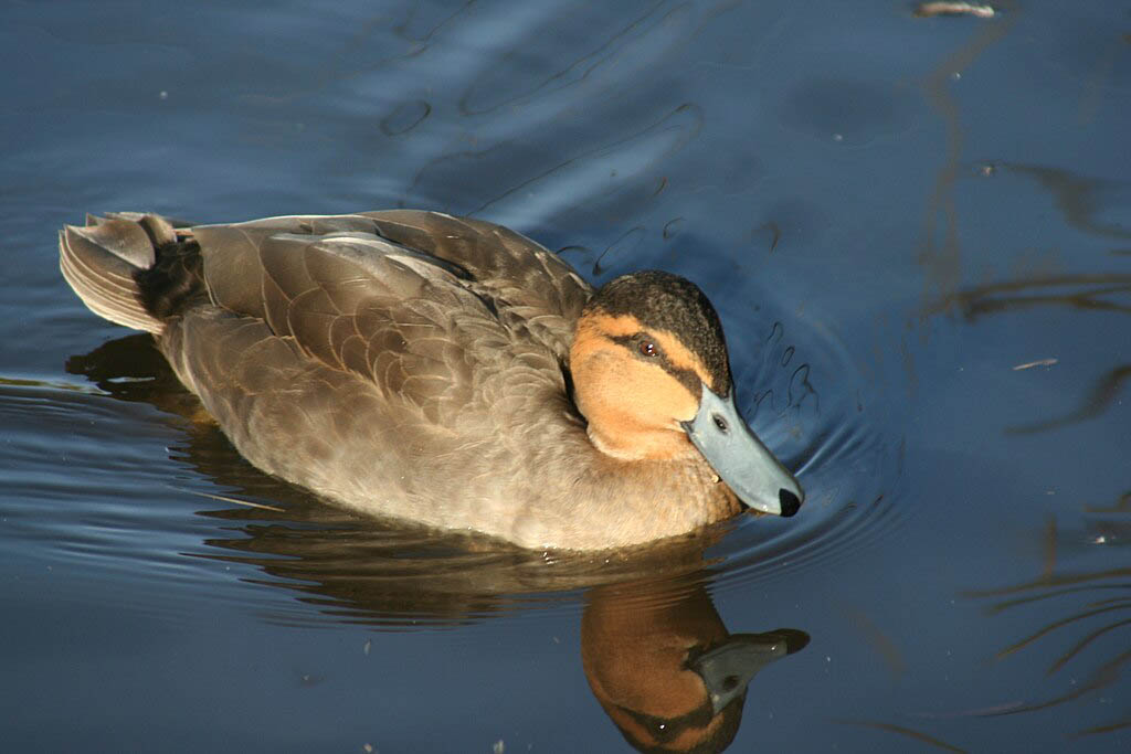 Philippine Duck