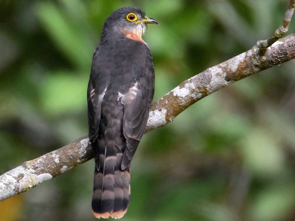 Philippine Hawk-Cuckoo