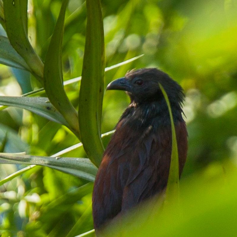 Philippine_coucal__11